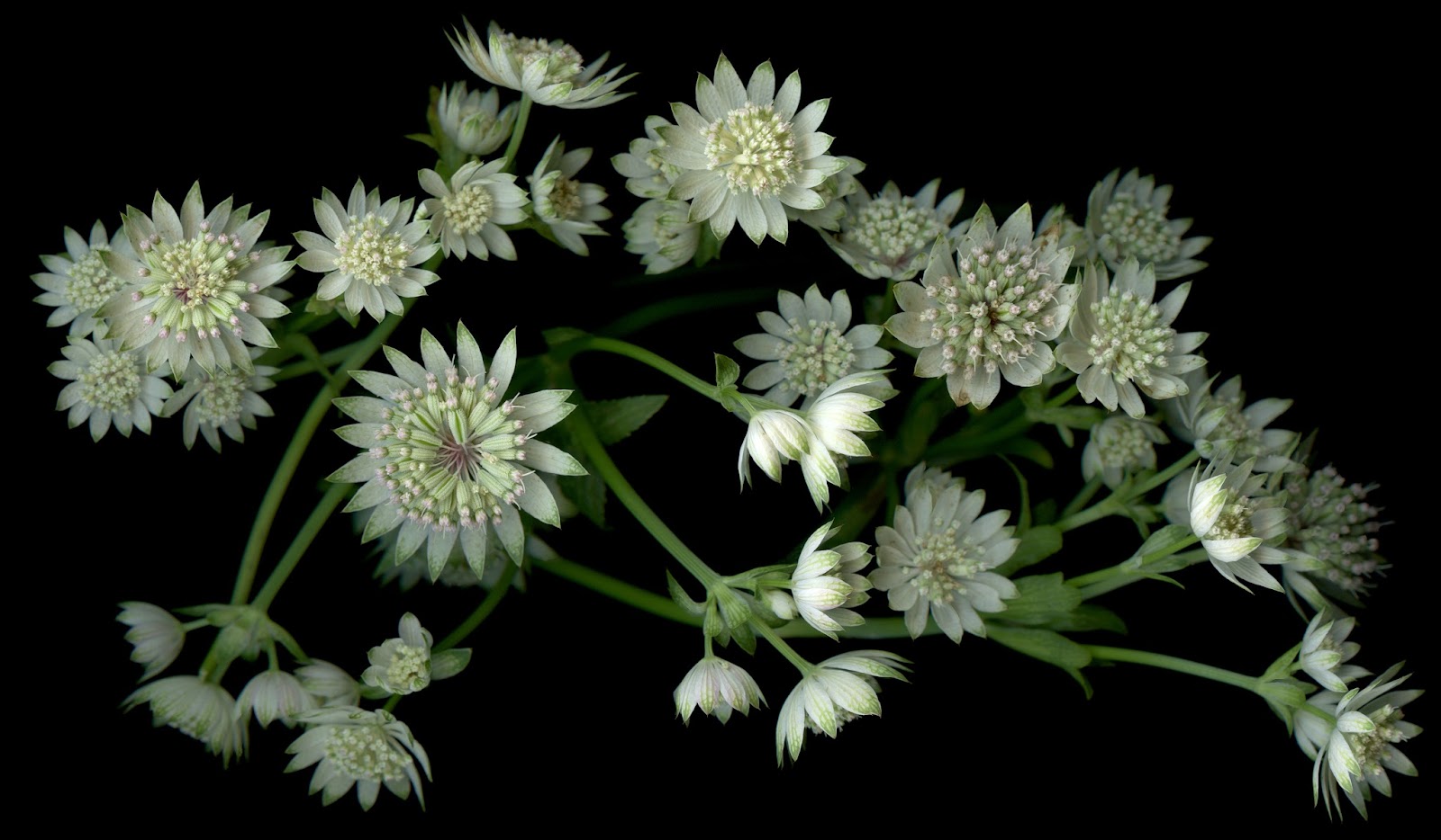 laurie tennent botanicals in Birmingham
